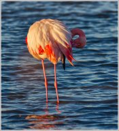 Flamand rose